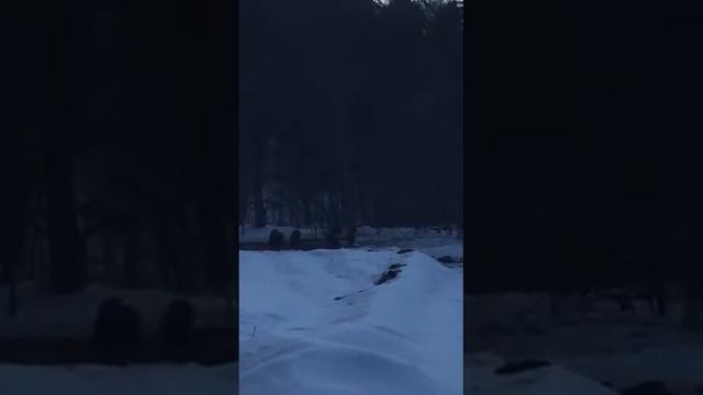 Вот так кабаны ходят у нас на кормушку смотреть онлайн