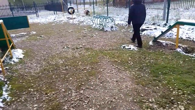 Пёс Тотоша и Шерри, гончая Шиллера,в новом модном комбинезоне встретились  утром в маябрьский день🐕