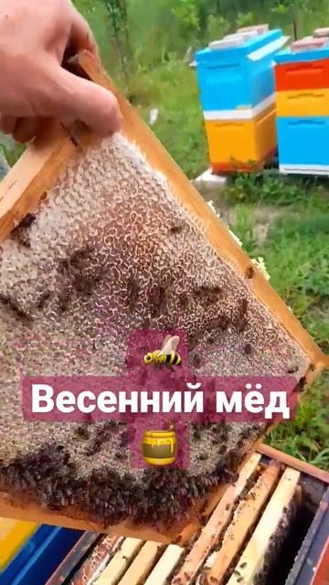Медовые рамки в отводках 3.06.2023 #пчеловодство #пасека #пчелы #роеловство #мед смотреть онлайн