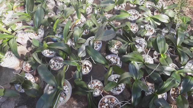 Результат действия клещей на орхидеях. Чем бороться с клещами на орхидеях? #орхидеи #вредители смотреть онлайн