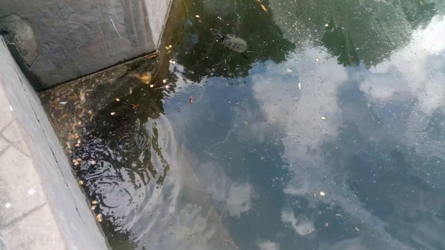 Сегодня гуляли в парке "Южные культуры - Адлер"(17) смотреть онлайн