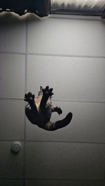 Астропрогноз 13 июня #китайскаяастрология #юмор #бацзы #тренды #цимень #смех #гороскоп #астрология смотреть онлайн