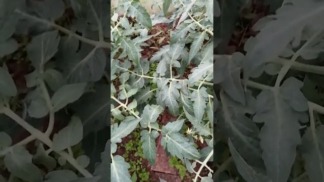 18 июля 2020 г. смотреть онлайн