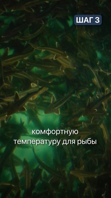 Это самый просто способ вырастить рыбу дома! #бизнес #бизнесидеи #рыба #узв #рыбоводство смотреть онлайн