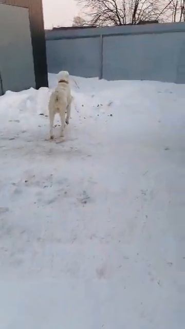 Алабай Белла на страже своего дома! смотреть онлайн