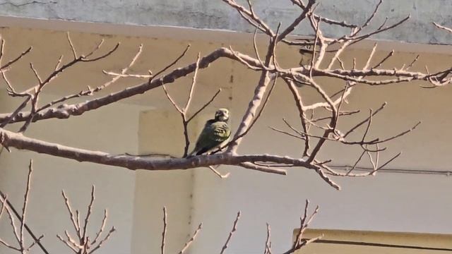 HEAT WAVE CAUSES DISCOMFORT IN coppersmith barbet (Psilopogon haemacephalus)(2) смотреть онлайн