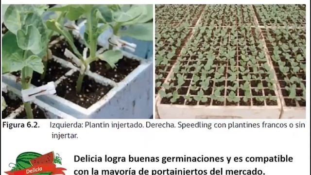 Experiencias y Factores de Éxito en el Cultivo de Sandía Delicia смотреть онлайн