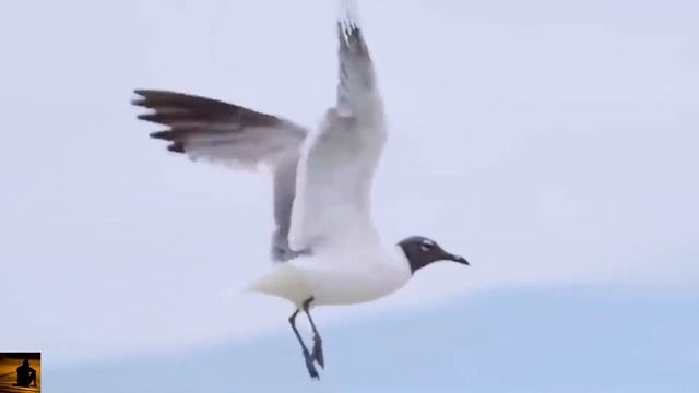 Nel Cuore Lei - Andrea Bocelli & Eros Ramazzotti смотреть онлайн