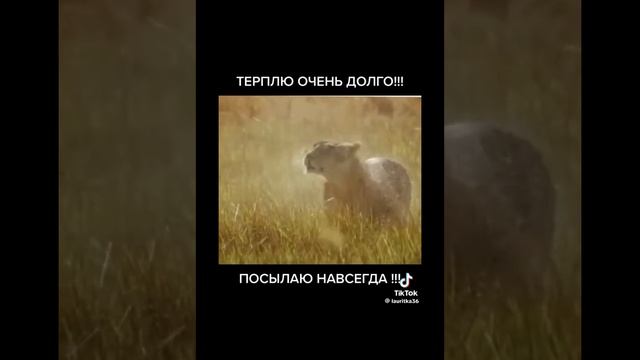 мой знак зодиака лев ♌ 🦁🦁🦁💯♌♌♌👑🥹💛👍👍у меня скоро будет день рождения на август 19 в понедельник 😍 смотреть онлайн