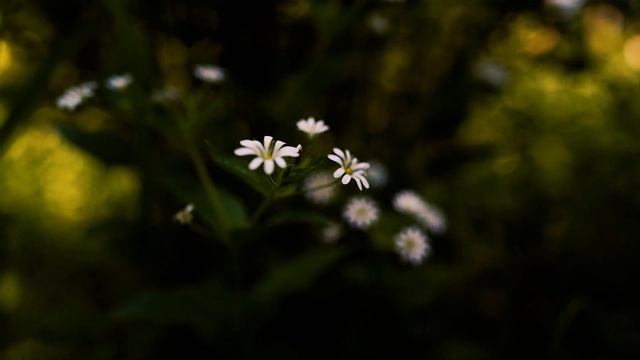 Полевой экспресс тест (FE 24mm f/1.4 GM, Comica BoomX-D2) смотреть онлайн