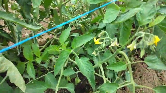 Applying Fertilizer Yara Nitrabor And Yara Unik 16 With Chicken Manure.. In My Avatar🍅