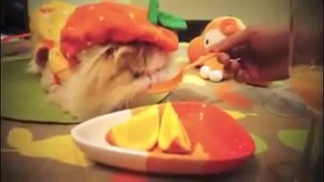 КОШАЧИЙ ХЕЛОВИН 10 смотреть онлайн