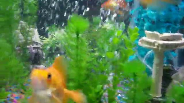 Goldfish Aquarium DayLight  Vs. Moonlight In My Bedroom