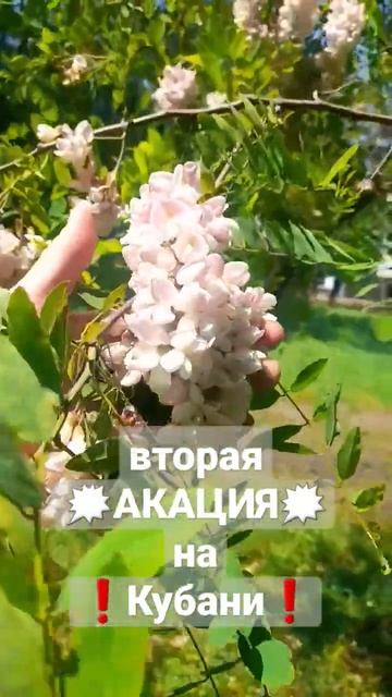 Вторая акация на Кубани. Ейск 28.05.2023 #пчеловодство #пасека #пчелы #акация #мёд #акация #природа смотреть онлайн