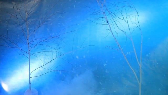 Promo "Winter's Tale" by Fata Morgana / Фата Моргана / Трайбл фьюжн в Москве смотреть онлайн