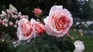 ✿➽ Моё притяжение.  Любимки в   сезоне 2024