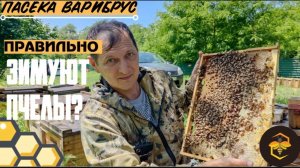 Как обеспечить своим пчелам идеальную зимовку?