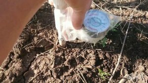 Когда и сколько поливать? Ответит тензиометр.