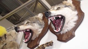 Ножи на выставке "Мир Охоты и Рыбалки", весна 2025.