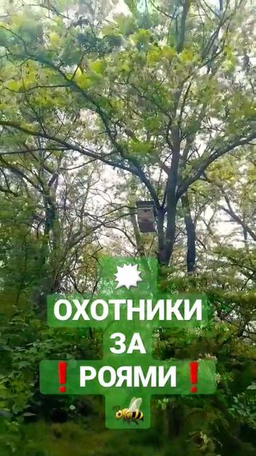Чужие ловушки для бродячих роёв!! #пчелы #роеловство #ловушки_для_пчёл #пчеловодство #рой #пасека смотреть онлайн