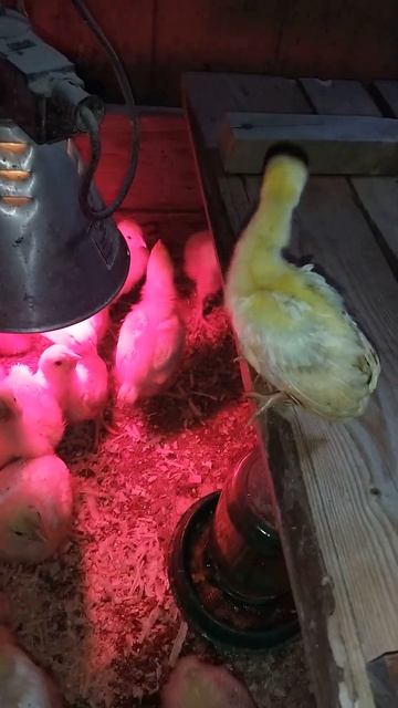 Павлин часть-3 выведение павлина в инкубаторе смотреть онлайн