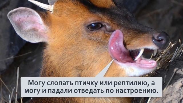 Мунтжак Саблезубый олень,ест мясо,охотится и лает как собака смотреть онлайн