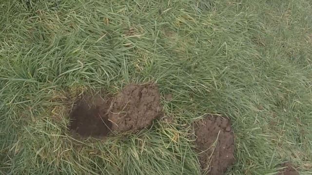 How to set a Talpex Mole trap - instructional. смотреть онлайн