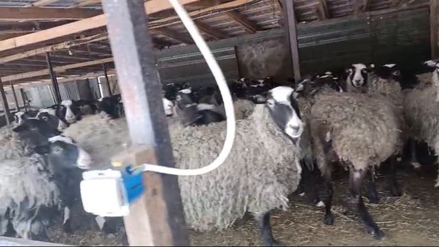 овцы смотреть онлайн