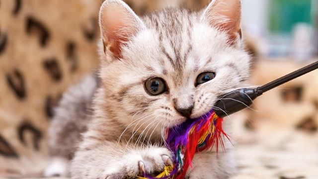 Татьяна Лаврова. Кот и счет смотреть онлайн