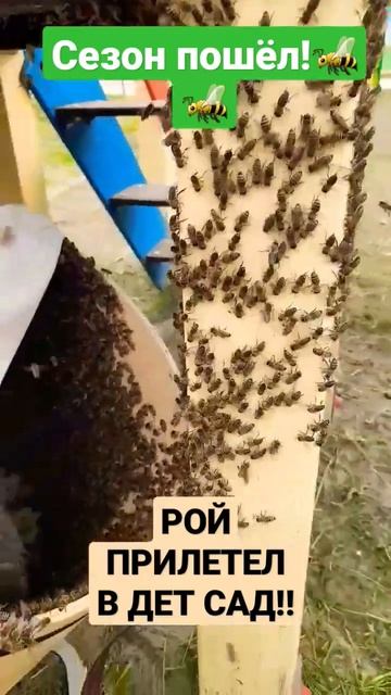 РОЙ пчел облюбовал детскую горку)) 16.05.2023 #пчеловодство #пчелы #пасека #роеловство #рой смотреть онлайн