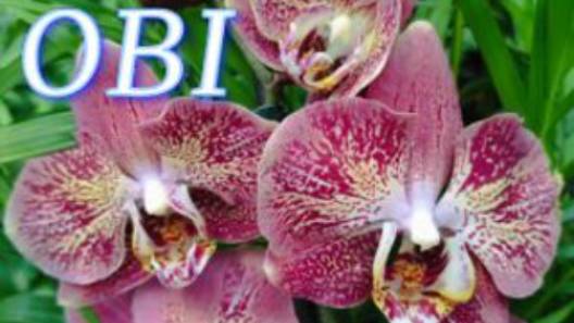 №1037/ СВЕЖАЯ, шикарная ПОСТАВКА орхидей к 8 МАРТА в OBI смотреть онлайн