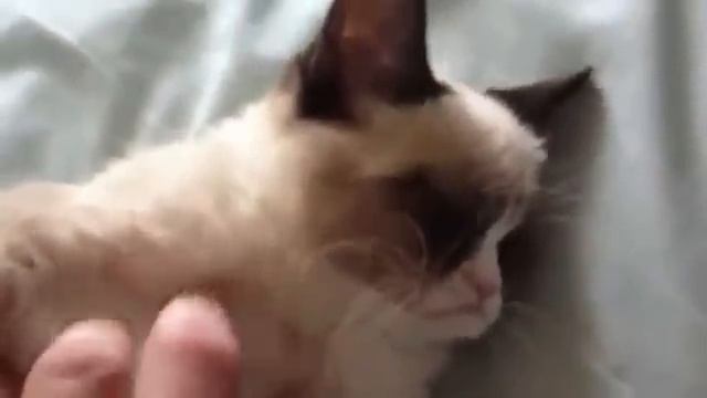 Самый Угрюмый Кот В Мире - Тард смотреть онлайн