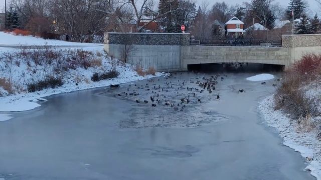 Уток полёт смотреть онлайн