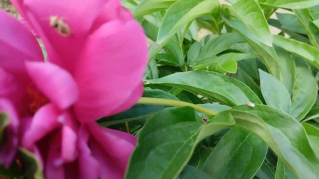 трававые монстрики смотреть онлайн