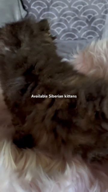 Cute Siberian Kitten available Cattery Winter Paws Connecticut смотреть онлайн