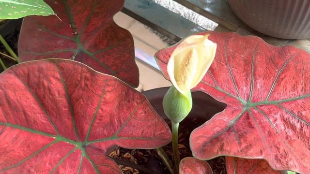 Caladium Festivia Keladi Festivia