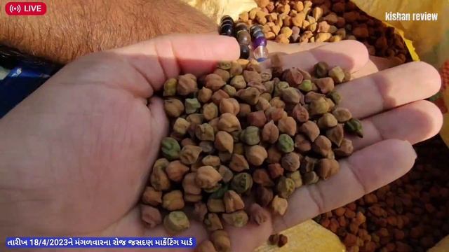 🔴 live chana trading in Jasdan APMC,April 18, 2023 смотреть онлайн