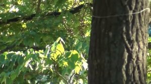 ГАИ и спецподразделение 'РАДАР' - zpsanek - Горячая ГАИ