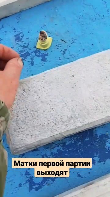 матки первой партии выходят #пасека #пчеловодство #пчелы #матководство смотреть онлайн