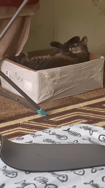 Утренние, ленивые умывашки #смешныевидео #приколы #кот #котики #а4 #котята #смех #cat #котенок смотреть онлайн