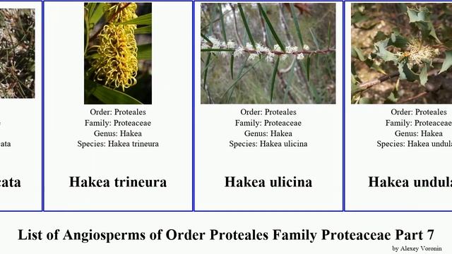 List of Angiosperms of Order Proteales Family Proteaceae Part 7 hakea isopogon victoria varia смотреть онлайн