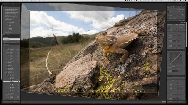 Live Critique of Wildlife Photos смотреть онлайн