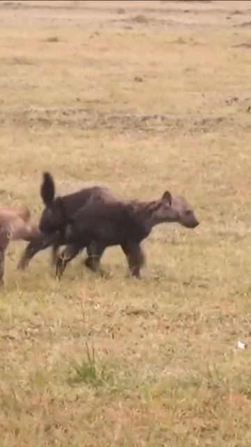Hyena devil #animal #viraltiktok #facts #animalfacts #viralvideo #wildlife смотреть онлайн