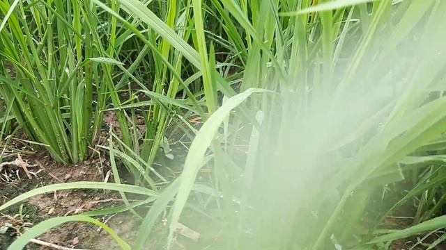 Look! Seedworks TH82 Upland Rice Hybrid Shows 10 Tillers Per Seed! смотреть онлайн