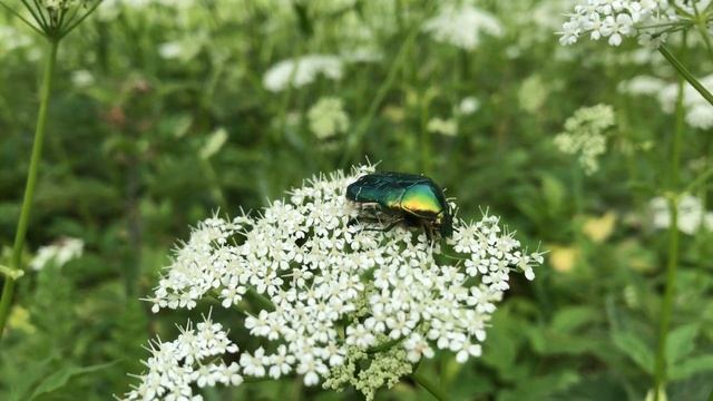 Zevenblad ~ Aegopodium podagraria | NL Bloeit! ~ Planten van hier смотреть онлайн