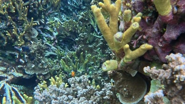 Эпизод 9: «Подводные Детали: Новые Виды Рыб, Морской Огурец за Едой и Встреча с Рыбой-Фугу»