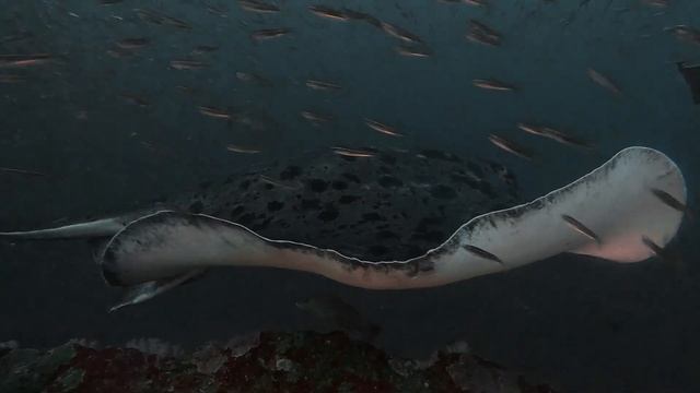 Marbled ray смотреть онлайн