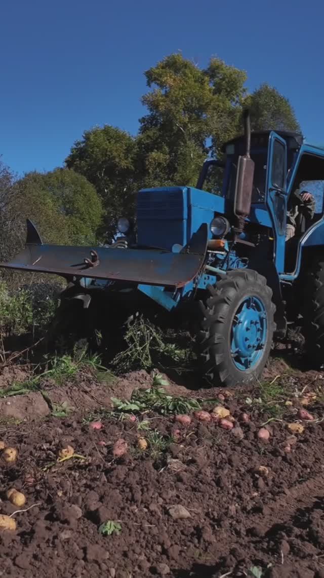 #26-Трактор Т-40 Сбор урожая картофеля смотреть онлайн