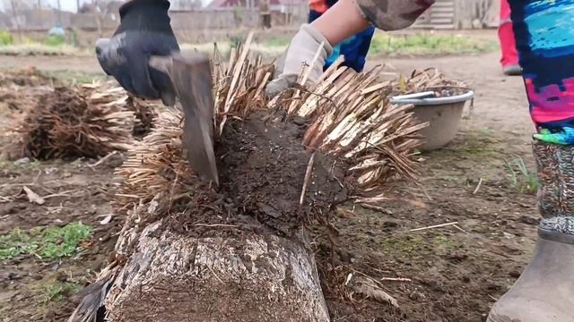 Копаю, ділю і пересаджую ірис злаковидний#діленнякущів#продажквітиукраїна#продажіриса#купитиірис смотреть онлайн