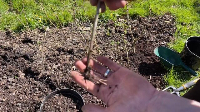 Potting up Cuttings & Spreading Compost | Episode 9 смотреть онлайн